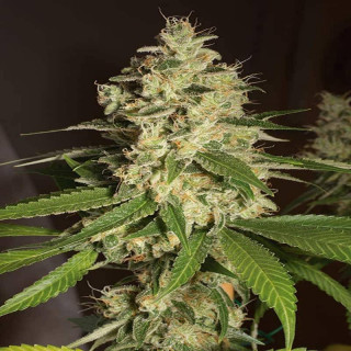 Raspberry diesel humboldt seeds féminisée