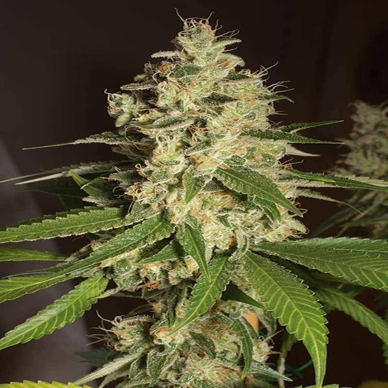 Raspberry diesel humboldt seeds féminisée Raspberry diesel humboldt seeds féminisée
