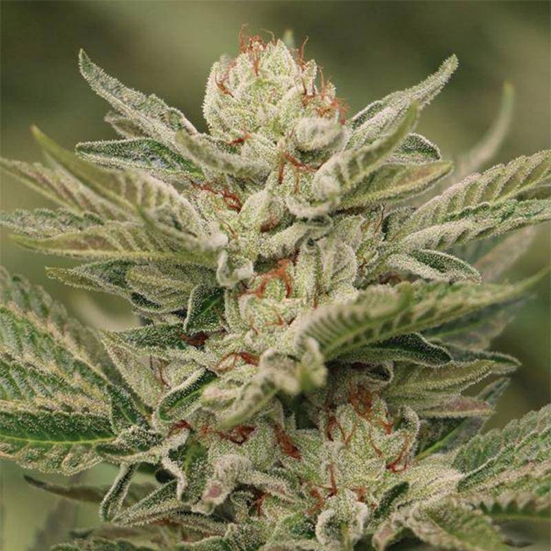 Sapphire scout humboldt seeds feminisee Sapphire scout humboldt seeds feminisee