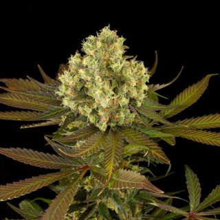 Sour blueberry humboldt seeds feminisee