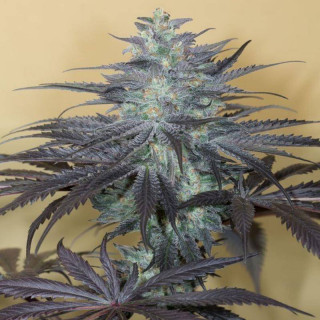 Bubba kush auto humboldt seed Graines de Collection