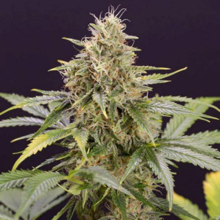 Chocolate mint OG auto humboldt seed