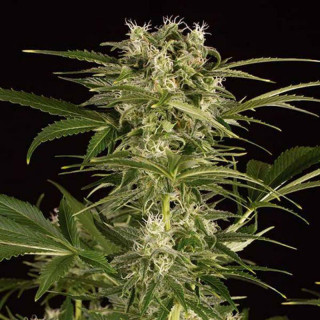 Lemon juice express auto humboldt seed Graines de Collection