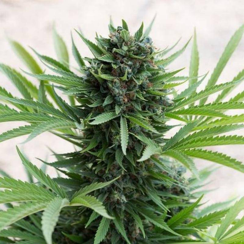 Sour diesel auto humboldt seed Sour diesel auto humboldt seed