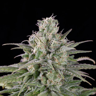 UK cheese auto humboldt seed Graines de Collection