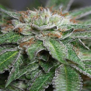 Bubba Kush – Régulière – Humboldt Seeds