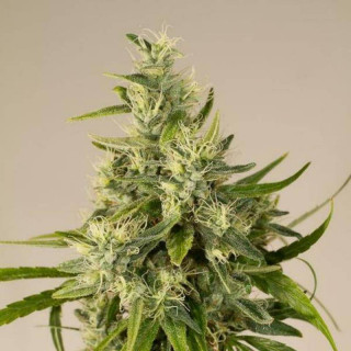 Trainwreck – Régulières – Humboldt Seeds