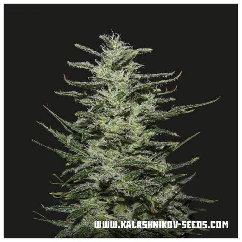 Amnesia molotov kalashnikov seeds