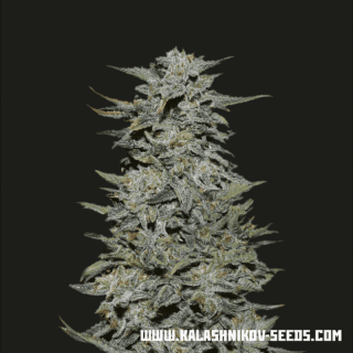 Boy scout cookies kalashnikov seeds