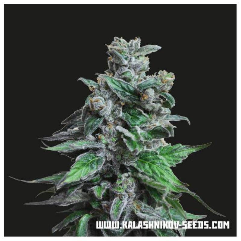 Moscow blueberry kalashnikov seeds