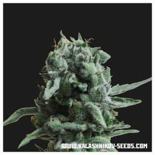 White widow 47 kalashnikov seeds