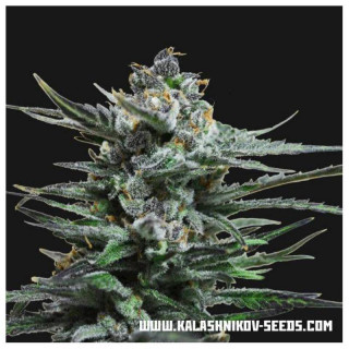 Blue acid auto kalashnikov seeds