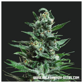 Moscow blueberry auto kalashnikov seeds