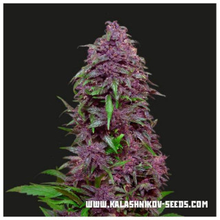 Purple Mazar Auto - Kalashnikov Seeds Graines de Collection