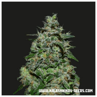 Ak Kush Express - Kalashnikov Seeds Graines de Collection