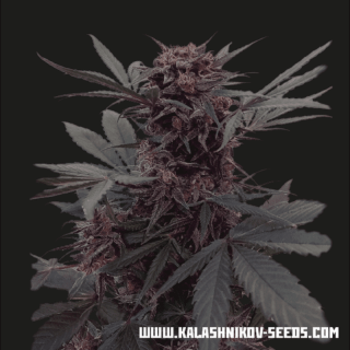 Babushka black auto kalashnikov seeds