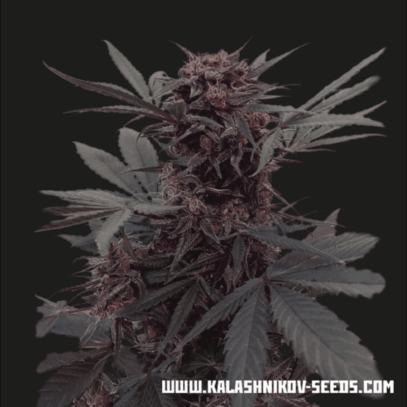 Babushka black auto kalashnikov seeds