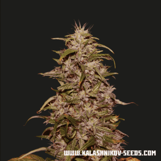 Big altai sativa express kalashnikov seeds