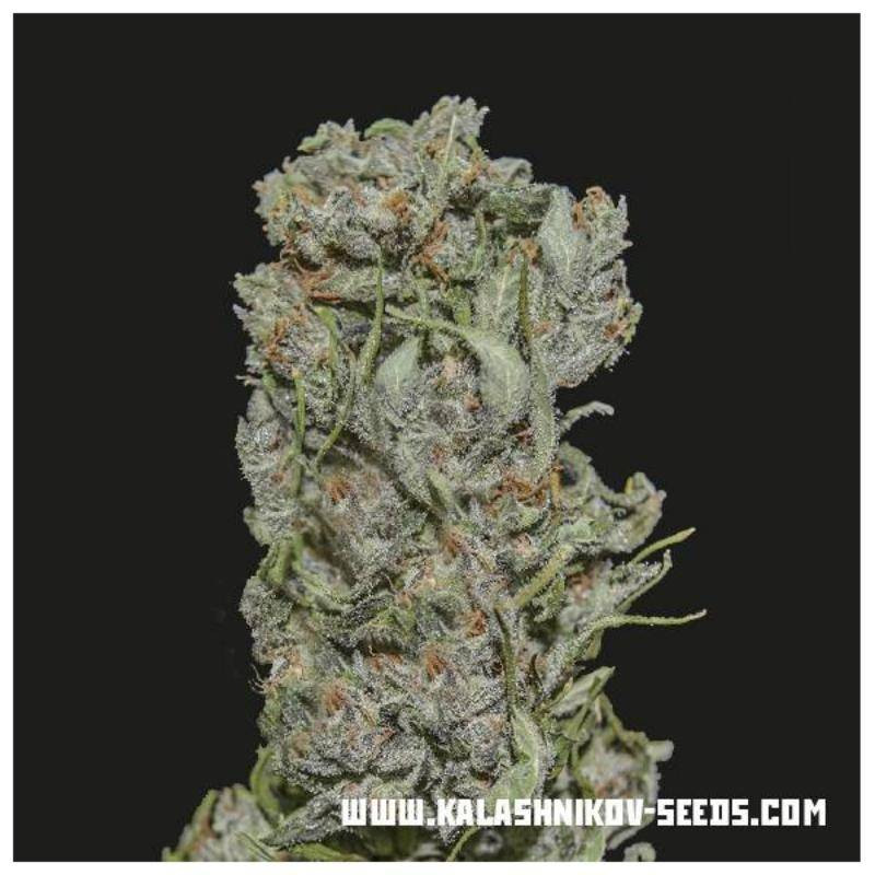 White critical express kalashnikov seeds