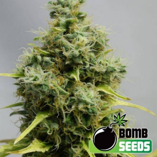 Big bomb - bomb seeds - régulières