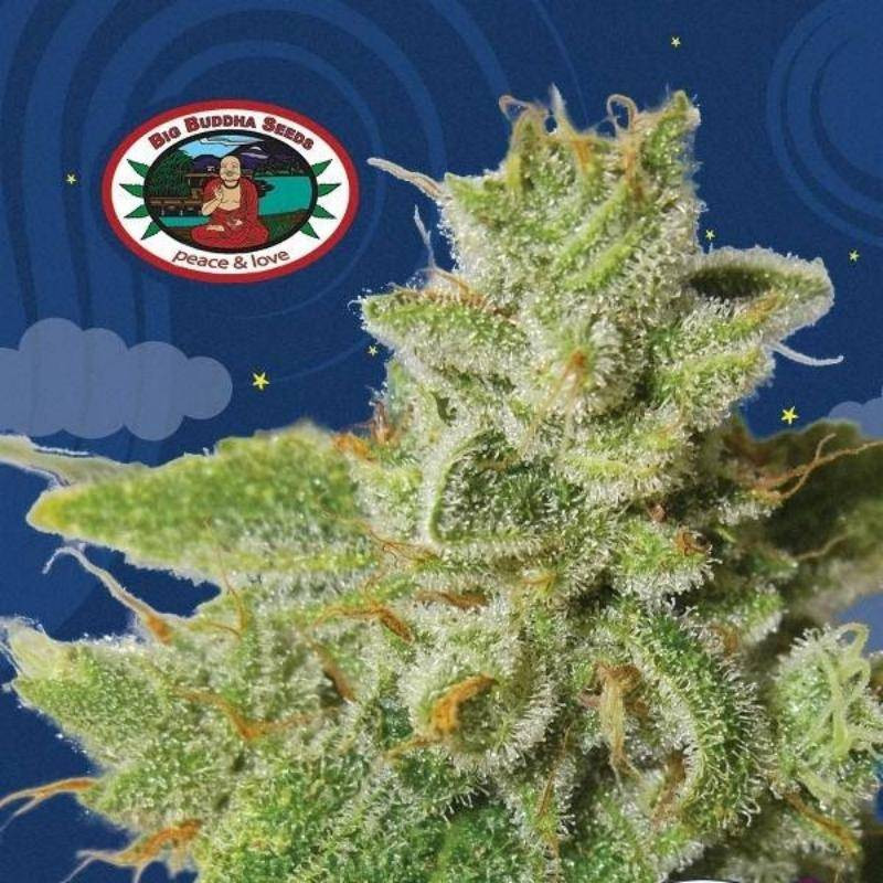 Cherry moon pie big buddha seeds - féminisée Cherry moon pie big buddha seeds - féminisée