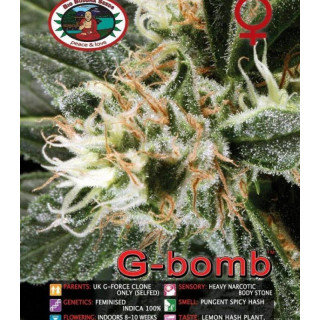G-bomb big buddha seeds féminisée