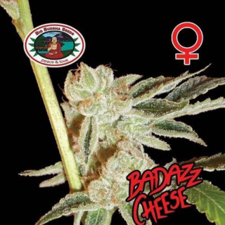Badazz cheese big buddha seeds - féminisée