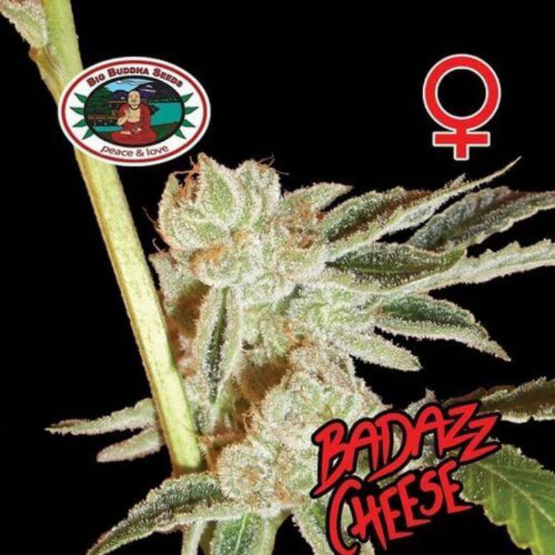 Badazz cheese big buddha seeds - féminisée Badazz cheese big buddha seeds - féminisée
