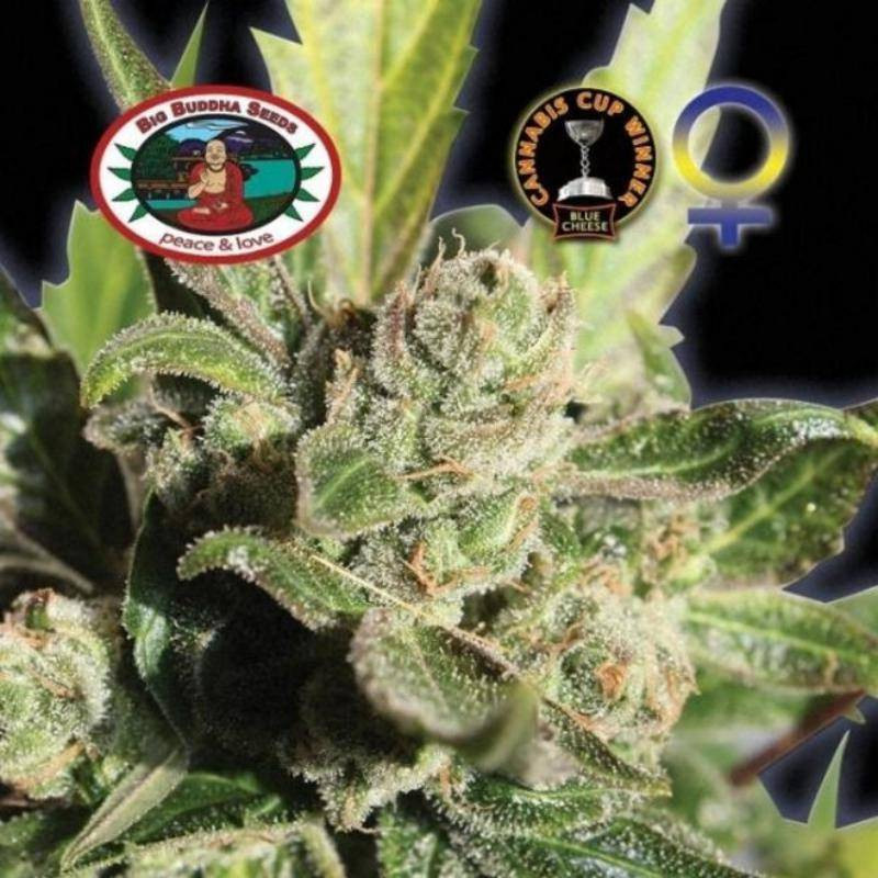 Blue cheese big buddha seeds - féminisée Blue cheese big buddha seeds - féminisée