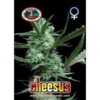 Cheesus big buddha seeds - féminisée