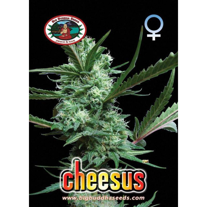 Cheesus big buddha seeds - féminisée Cheesus big buddha seeds - féminisée