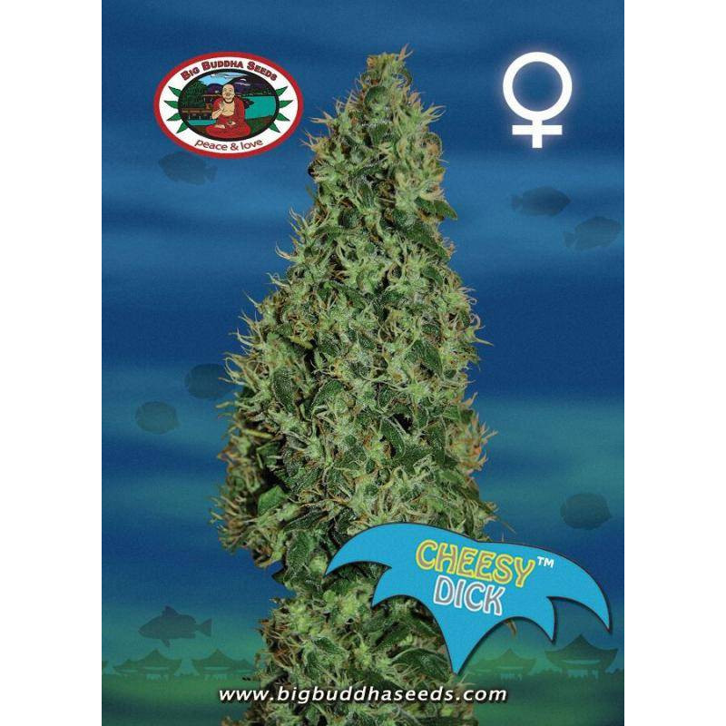 Cheesy dick big buddha seeds - féminisée Cheesy dick big buddha seeds - féminisée