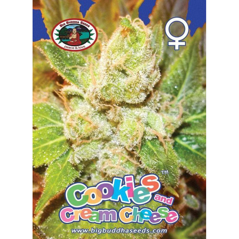 Cookies & cream cheese big buddha seeds - féminisée Cookies & cream cheese big buddha seeds - féminisée