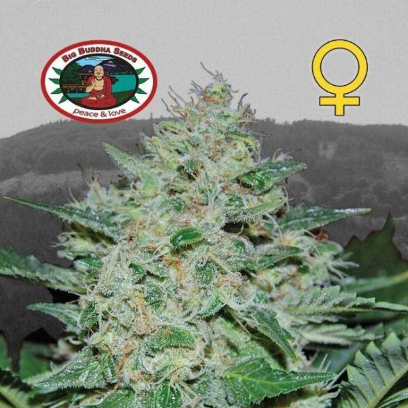Freeze cheese 89 big buddha seeds - féminisée Freeze cheese 89 big buddha seeds - féminisée