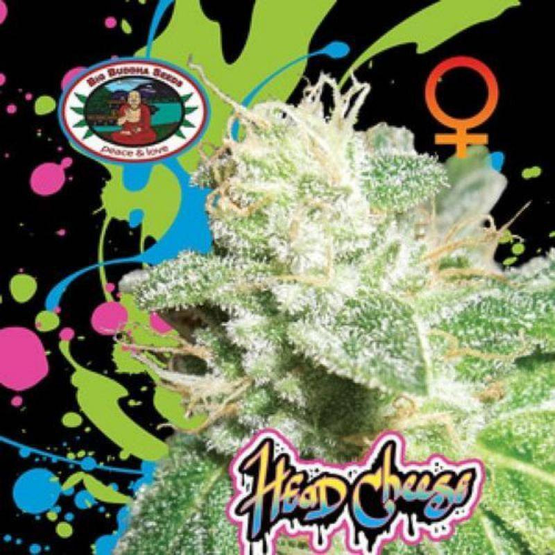 Head cheese big buddha seeds - féminisée Head cheese big buddha seeds - féminisée
