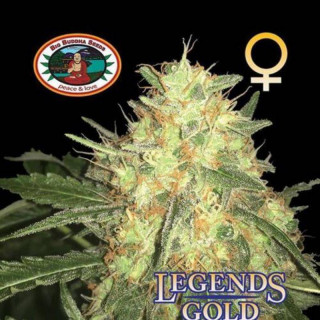Legends gold big buddha seeds - féminisée