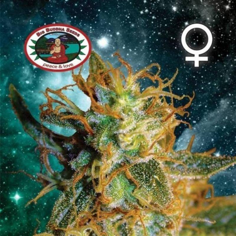 Silver cheese big buddha seeds - féminisée Silver cheese big buddha seeds - féminisée
