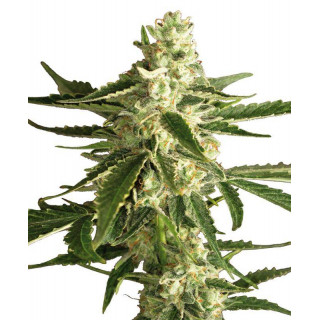 White Diesel Haze - AUTO - Sensi Seeds White Label - Graines de Collection