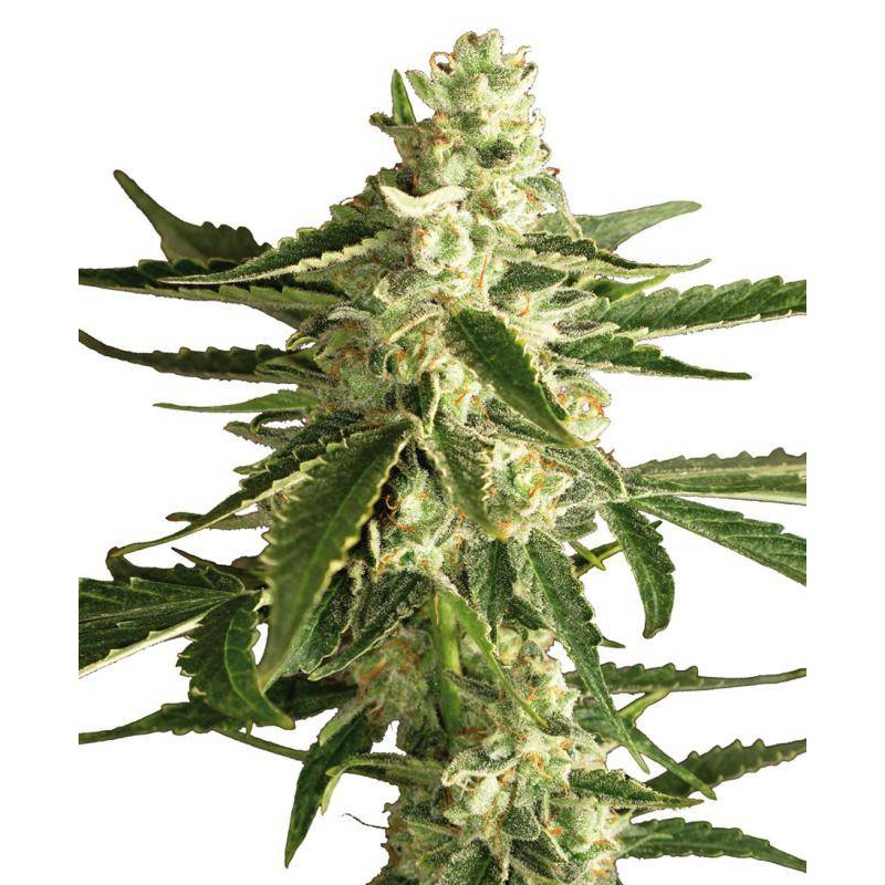 White diesel haze Auto white label seeds