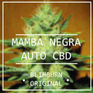 Mamba negra auto CBD - blimburn seeds