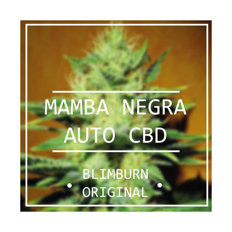 Mamba negra CBD Auto - Blimburn Seeds - Graines de Collection