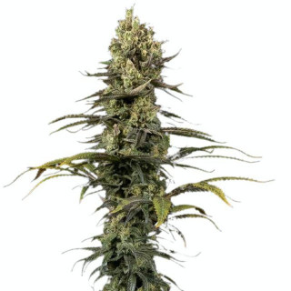 Early amnesia CBD dinafem seeds