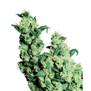 Jack herer sensi seeds régulières