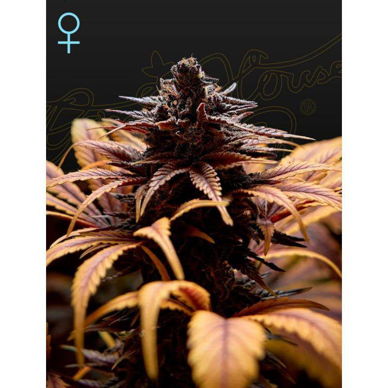Deep candy green house seeds feminisee