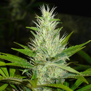 Malakoff medical seeds feminisee