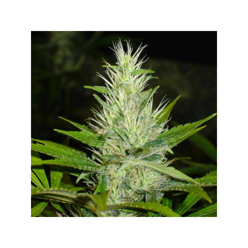 Malakoff medical seeds feminisee