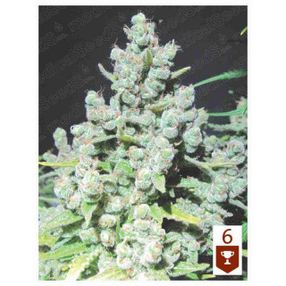 Malakoff medical seeds feminisee