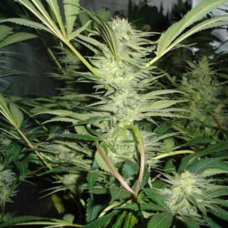 White widow medical seeds feminisee