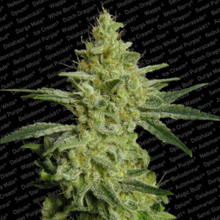 Allkush paradise seeds feminisee