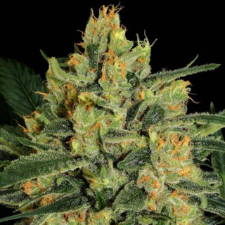 Durga mata II CBD paradise seeds feminisee